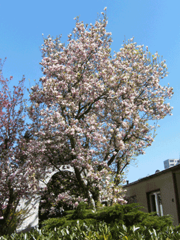 magnolien